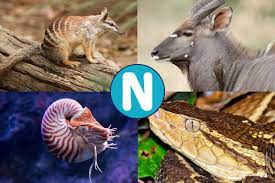 20 Animales que empiezan por N con Fotos y Características
