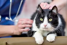 ‪FIV-positive cats | Humane World for Animals‬‏