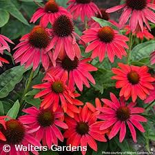 This is another of the big sky series produced by crossing e. Acorn Farms Genus Nursery Bulk Wholesale Trees Shrubs Perennials Roses Annuals For Green Industry