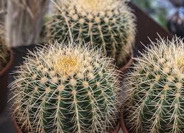 Cacti have also developed succulent tissue, waxy skin, prickly spines, and a specialized root system to take every advantage in their harsh ecosystems. 13 Types Of Cactus Plants You Can Grow At Home Bob Vila