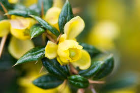 Image result for Berberis verruculosa