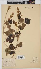 Image result for Rhynchosia resinosa