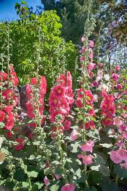 They are native to asia and europe. Holly Hocks Photos Free Royalty Free Stock Photos From Dreamstime