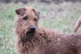 Image result for irský teriér