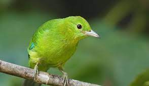 Harga Cucak Ijo Mini Terbaru April 2018 Burung