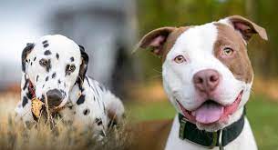 Check spelling or type a new query. Dalmatian Pitbull Mix Is The Pitmatian The Right Dog For You