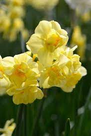 Daffodil Yellow Cheerfulness Daffodils Flowers Fall Plants