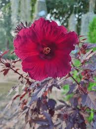 Image result for Hibiscus acetosella