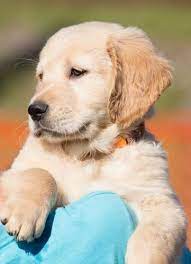 Have shots & vaccines · akc registered puppies Golden Retriever Growth Chart Official Golden Retriever