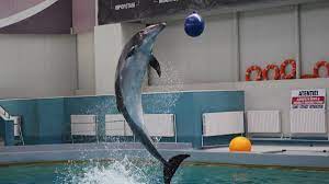 Preturi pentru biletele de intrare pentru extrasezon 2017. Cat CostÄ Intrarea La Delfinariul ConstanÈa Èi Care Este Programul Ctnews