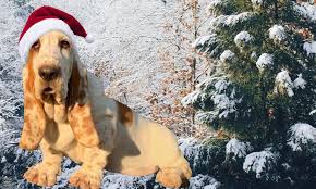See more of california basset hound puppies on facebook. Lowdown Love Basset Hounds Nc Basset Hound Breeder