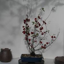 We did not find results for: Chaenomeles Quince Kurokoji Colorado Rocky Mountain Bonsai Suiseki