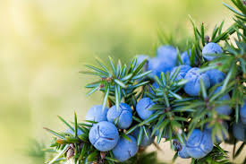 The most valuable medicinal qualities of juniper are as an antiseptic, especially in treating cystitis and kidney problems, as a diuretic, a carminative (ie for treating digestive upsets) and for easing muscular or joint pain in chronic conditions such as gout, arthritis and rheumatism. Juniper Berries Benefits Side Effects And Preparations