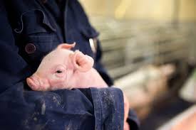 Bij een grote brand in een stal in. Varkensfokbedrijf Beerens B V Boeren Van Nederweert Boeren Van Nederweert