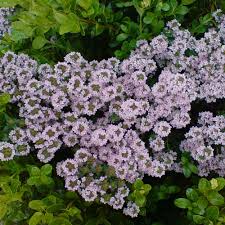 Daher sollte man beim thymian anbau im garten auch einen sehr hellen bis sonnigen standort thymian macht sich im garten auch sehr gut als beeteinfassung, die zusätzlich einen sehr. Echter Thymian Thymus Vulgaris Native Plants