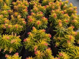 Image result for Euphorbia chevalieri