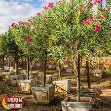 Trees Evergreen Trees Oleander Tree Hedge Trees Evergreen Trees Lawn And Garden