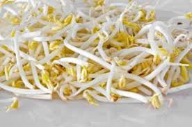 Dogs can eat bean sprouts: Grow Bean Sprouts Lovetoknow