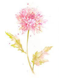 This Item Is Unavailable Etsy Watercolor Flower Art Watercolor Flowers Paintings Chrysanthemum Tattoo
