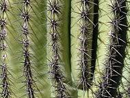 Similar to the peruvian apple cactus, the saguaro cactus has a thick taproot that can extend 5 feet or more into the sand and soil. Saguaro Wikipedia