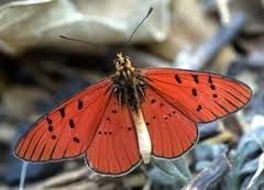 Image result for Orthochilus euanthus