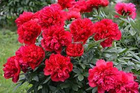 We did not find results for: 9 Flowers That Start With Letter P Pictures Care Guide Trees Com