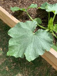 The 'silver' on your leaves is a natural mottling and is not powdery mildew. Zucchini Is This Powdery Mildew Gardening