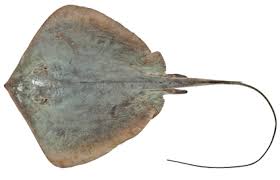 Image result for Stingray
