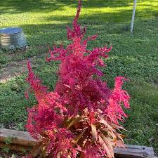 Image result for Amaranthus cruentus