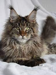 Maine Coon Cats