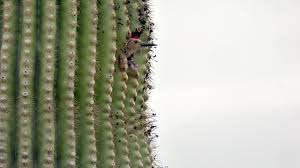 The bird will drill several holes to get to the water stored inside. Bird Inside A Saguaro Cactus Free Stock Photo Public Domain Pictures