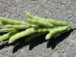 Image result for Neonotonia wightii