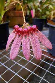 Image result for Bulbophyllum longiflorum