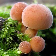 Fluweelpootjes This Was The Original Label When I Pinned It I Don T Know If It S The Name Of The Mushroom Stuffed Mushrooms Mushroom Fungi Magical Mushrooms