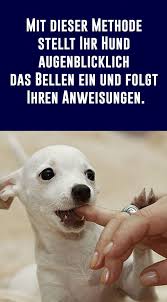 Mit Dieser Methode Stellt Ihr Hund Augenblicklich Das Bellen Ein Und Folgt Ihren Anweisungen Hunde Hunde Welpen Erziehung Hunde Erziehen