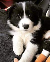 Pin By Danielle Devries On Donne Bambini Animali Border Collie Puppies Collie Dog Cute Dogs And Puppies