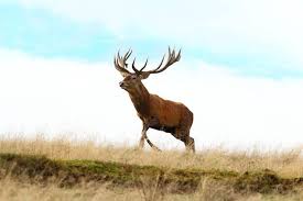 Feb 02, 2017 · truth be told though, it can be hard to actually know how far a buck moves. When Do Deer Move The Most The Movement Pattern Of Whitetail Deer