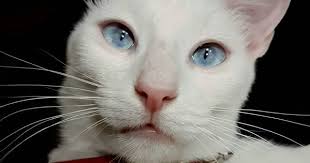 200 Famous Female Cat Names