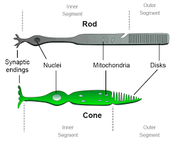 Check spelling or type a new query. How Would You Compare And Contrast The Rod Cells And The Cone Cells In The Retina Of The Human Eye Socratic