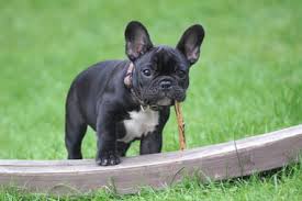 A frenchie that constantly barks at everything and everyone could be signalling to you a health problem, anxiety, or a behavioural issue relating to. How To Get Your Dog To Stop Barking At The Door Pawtracks