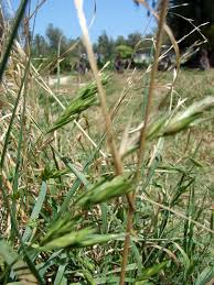 Image result for Bromus leptoclados
