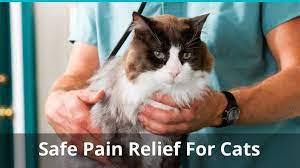 Check spelling or type a new query. Safe Pain Relief For Cats What Can You Give A Cat For Pain At Home