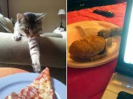 Cute Cats Food Stealing Cats Dinner Hunting