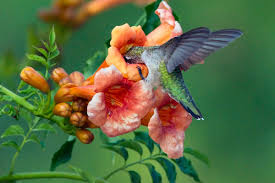 Summer through fall, shrubby perennial flame acanthus doesn't need much water to pump out flaming flowers. Trumpet Creeper Vine Attracts Hummingbirds Horticulture