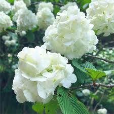 オオデマリの育て方と花言葉 植物図鑑 暮らし の