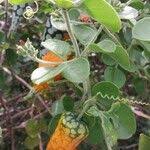 Image result for Kedrostis leloja