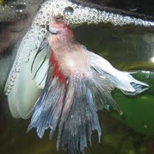 Hello There Welcome To The World Of Bettas How To Treat Swim Bladder Problems
