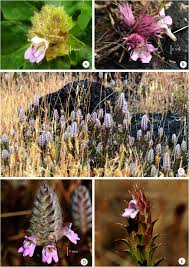 Image result for Lepidagathis scariosa