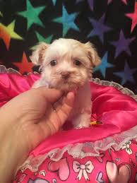 Kate's puppies are family raised with love to be the perfect family pet, come fall in love with our puppies. Pin On Pets