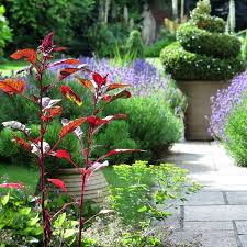 These are hydrangeas, but you could choose any shrub you like such as evergreen holly, white spirea, or purple lavender to fill the space with colour. 10 Inspiring Plant Ideas For A Successful Garden The Middle Sized Garden Gardening Blog